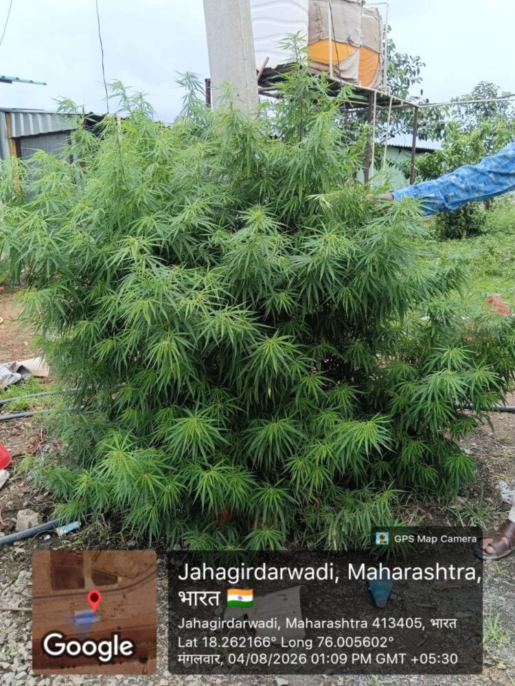पोलिसांच्या शेतात डोलतंय ‘गांजाचं’ पीक! पण एफआयआर मात्र ‘अज्ञात’ आत्म्यावर!