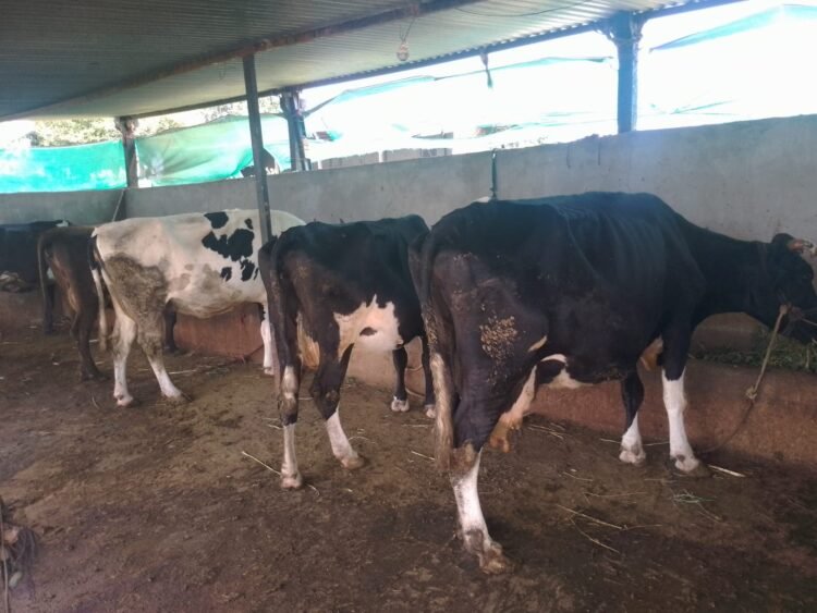 दुधाळवाडीत ४५ ते ५० दिवसांपासून पावसाची प्रतीक्षा; चाऱ्याचा गंभीर प्रश्न, दूध उत्पादनावर परिणाम