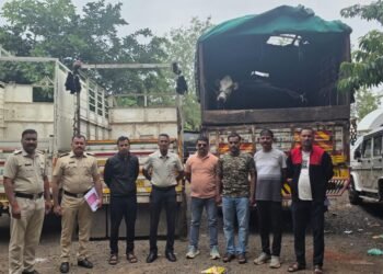 वाशी महामार्गावर एलसीबीची मोठी कारवाई; दोन पिकअपमधून गोमांस अन् आयशरमधून १३ जर्सी गायींची वाहतूक पकडली