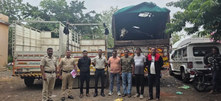 वाशी महामार्गावर एलसीबीची मोठी कारवाई; दोन पिकअपमधून गोमांस अन् आयशरमधून १३ जर्सी गायींची वाहतूक पकडली